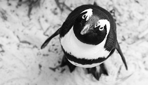 コンプレックスに悩んだときに思い出したいこと～ペンギンは本当に飛べないのか？