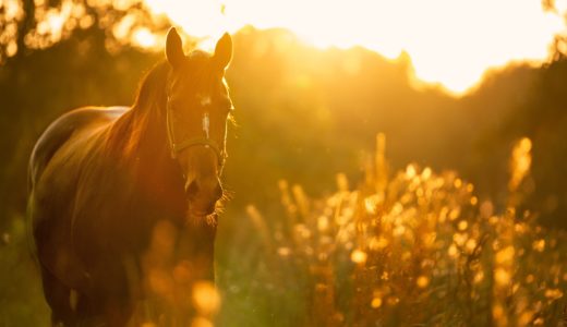 人間万事塞翁が馬【不運を幸運に変える方法とは？】なすべきことをなそう！そうすれば、なるようになる